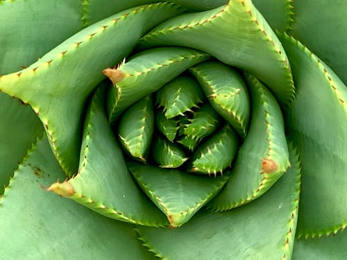 Gratis lagerfoto af Aloe, grøn, kraftværker