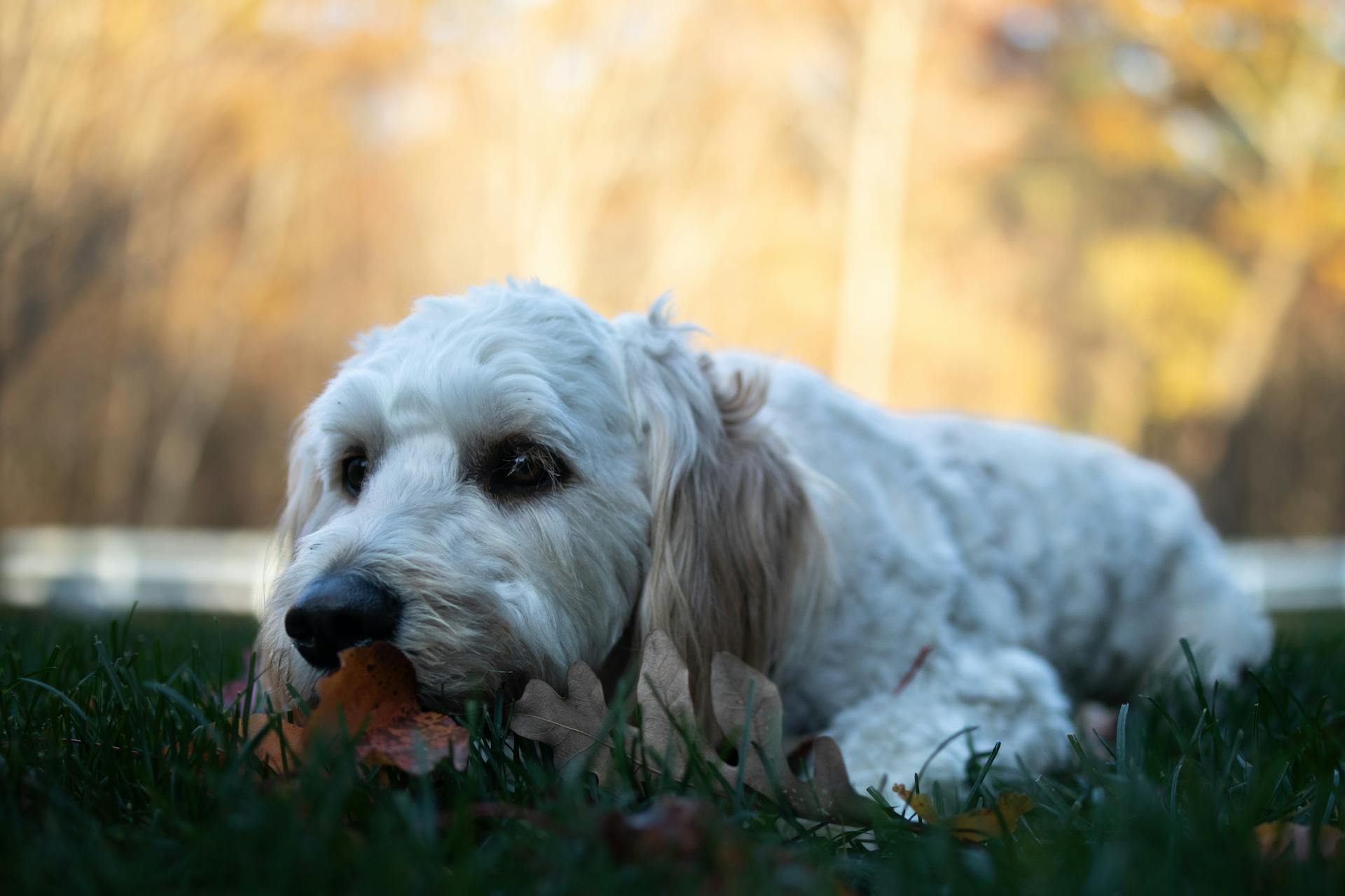 Free stock photo of dog, fall, goldendoodle