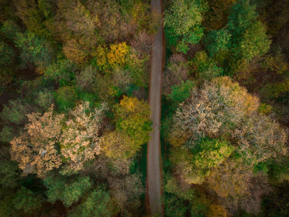Aerial View of Scenic Autumn Forest Path · Free Stock Photo
