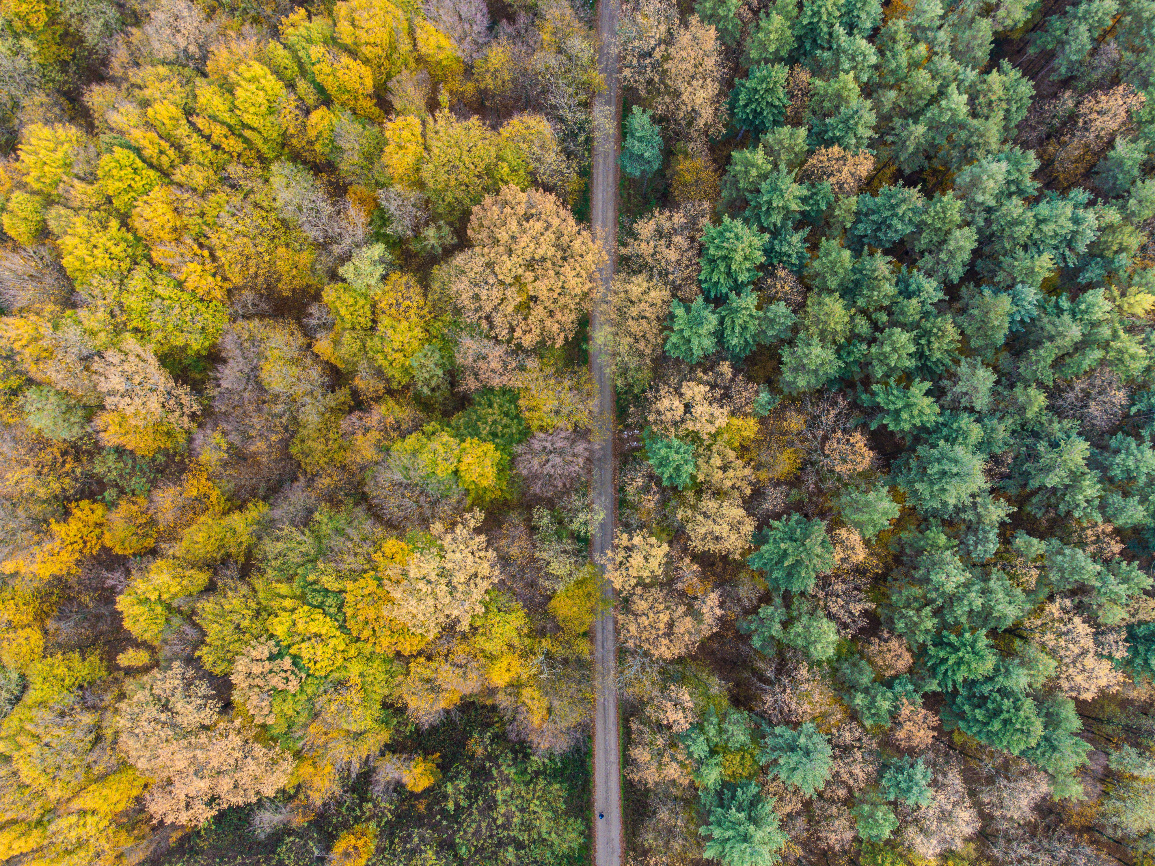 A high angle shot of a vibrant autumn forest next to lush evergreen trees, showcasing seasonal contrast.