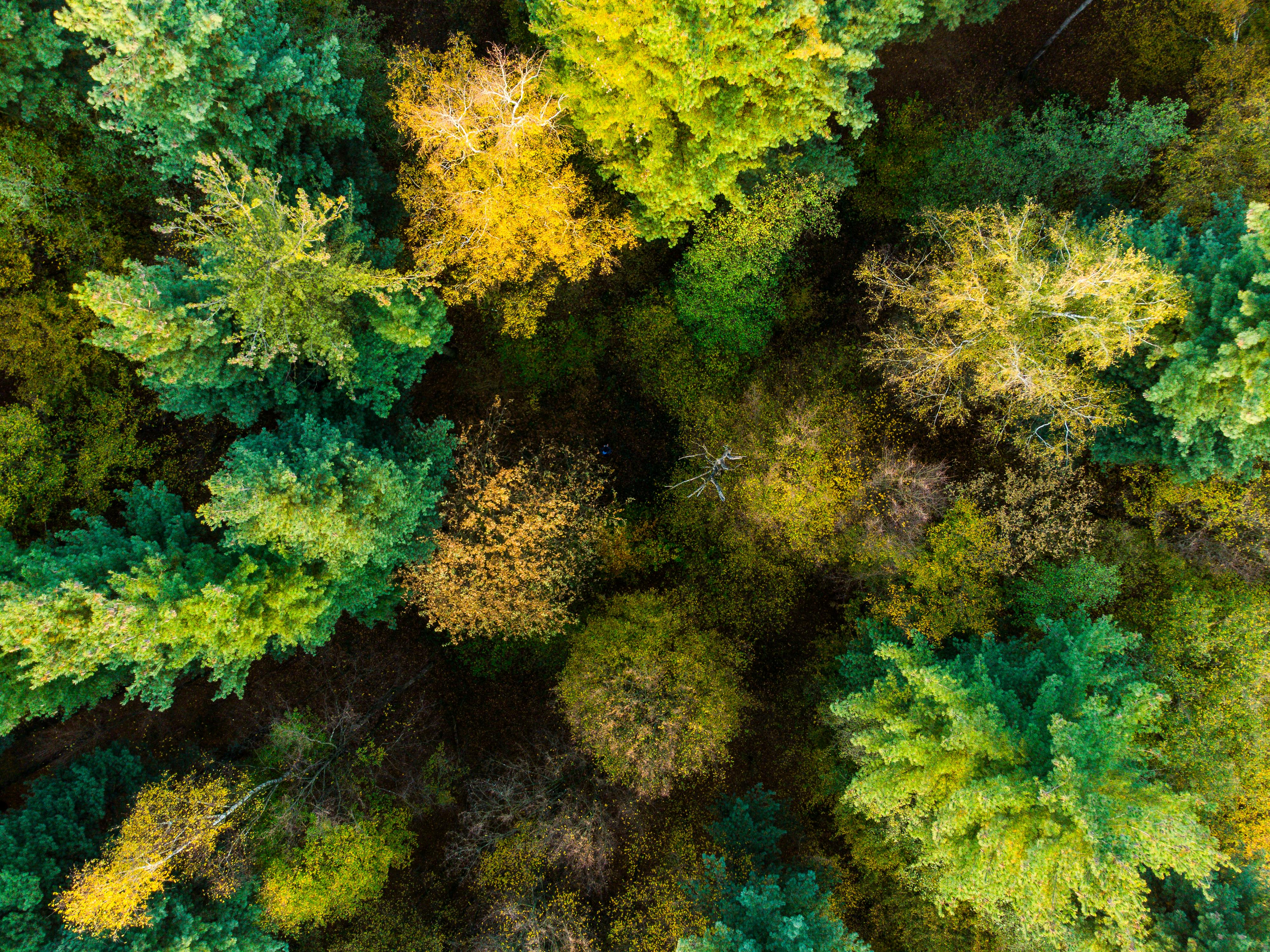 The Rise and Evolution of ESG Compliance in Indian Corporate Governance — Photo by Nikola Tomašić on Pexels