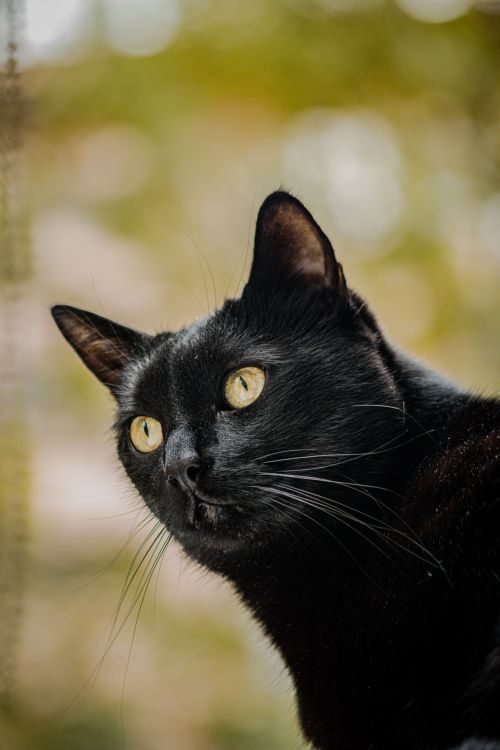 Free A portrait of a black cat with striking yellow eyes against a blurred natural background. Stock Photo