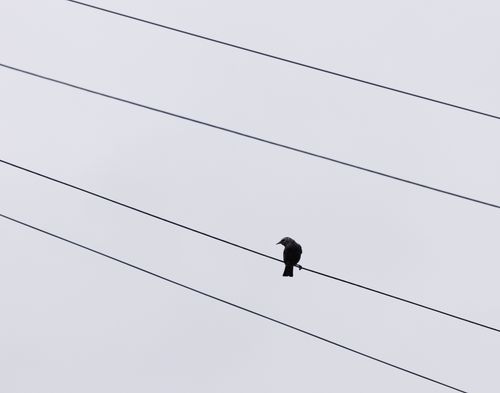 Free A single bird sits on a power line against a pale sky, evoking solitude. Stock Photo
