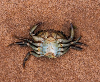 Close-up photo of a crab lying upside down on a sandy beach.