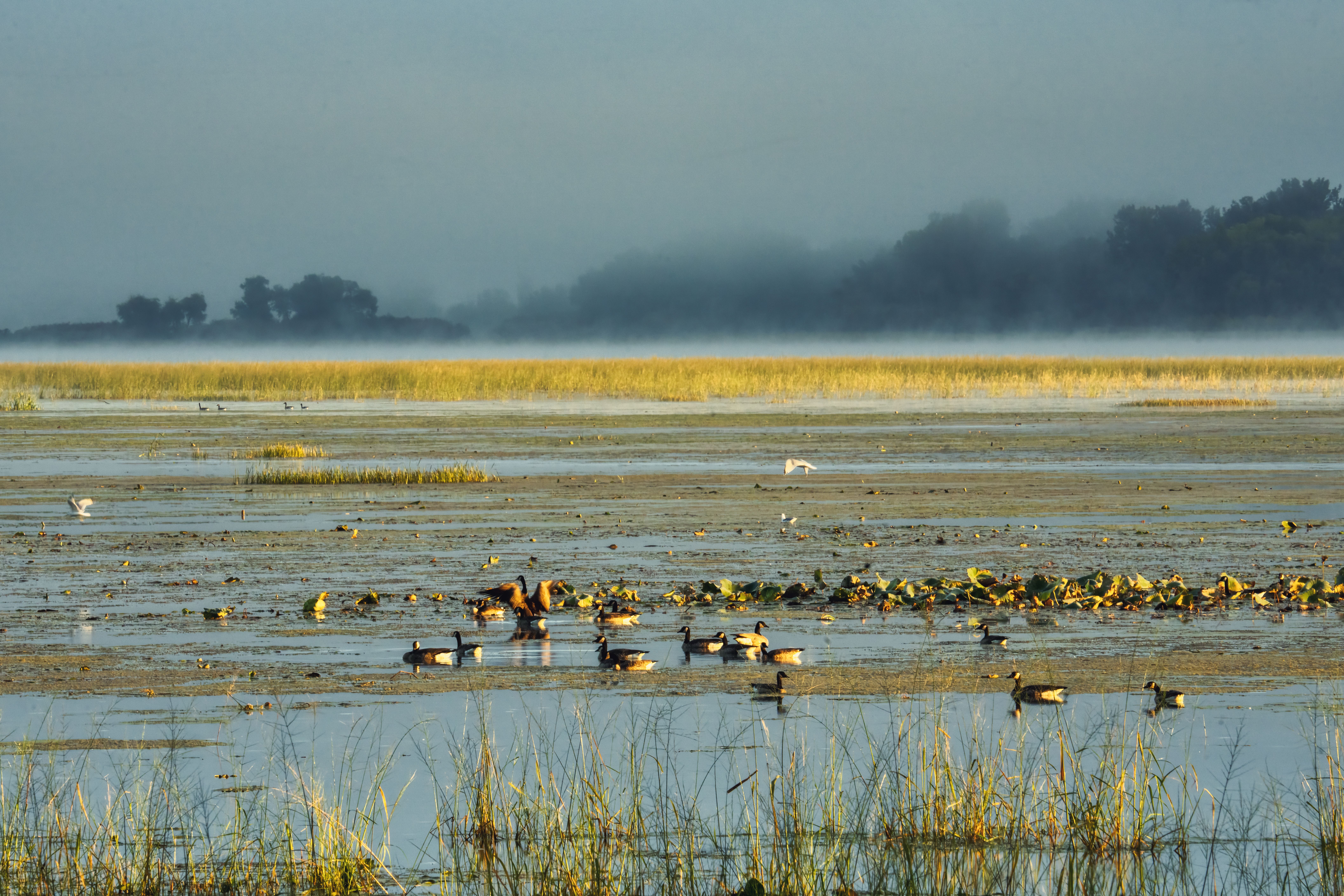 Packing Cheap or Incomplete Decoy Gear