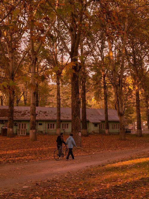 Free Two people walk through a tranquil autumn park, capturing a peaceful moment among towering trees. Stock Photo