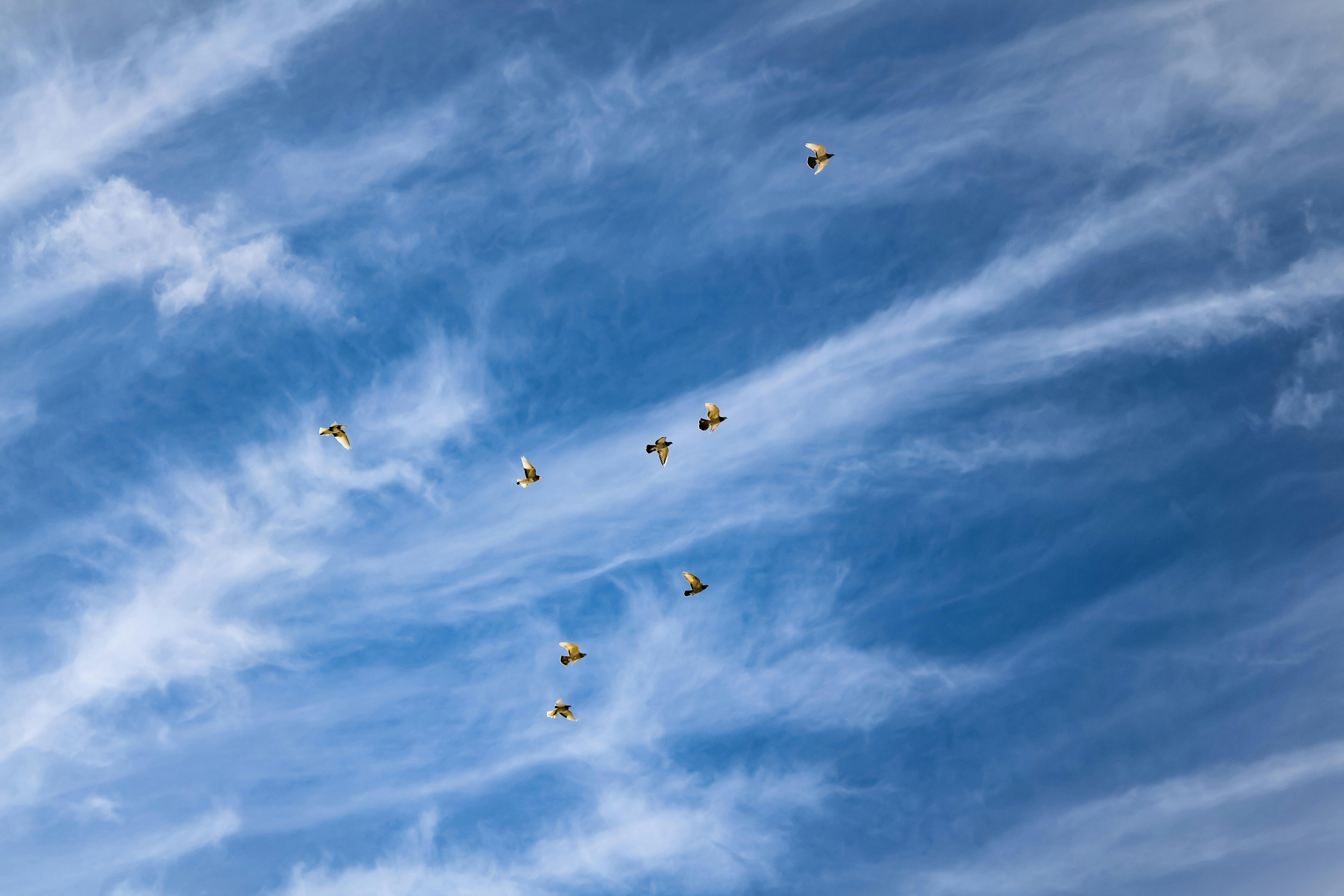 A beautiful shot of birds in flight against a backdrop of cirrus clouds and blue sky.