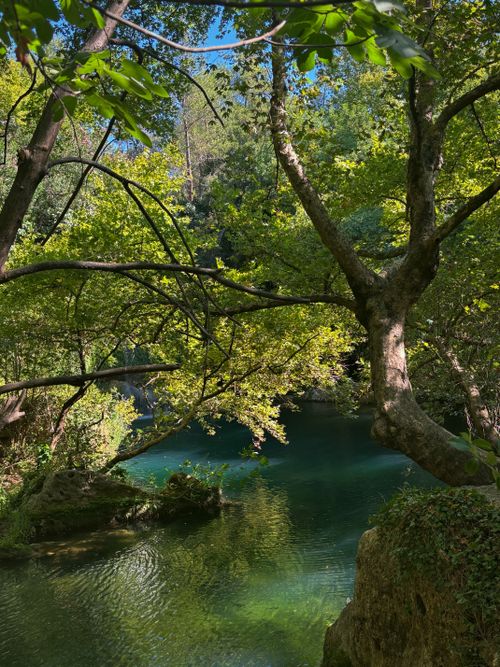 Free Serene stream in a dense forest with vibrant green foliage and clear water. Stock Photo