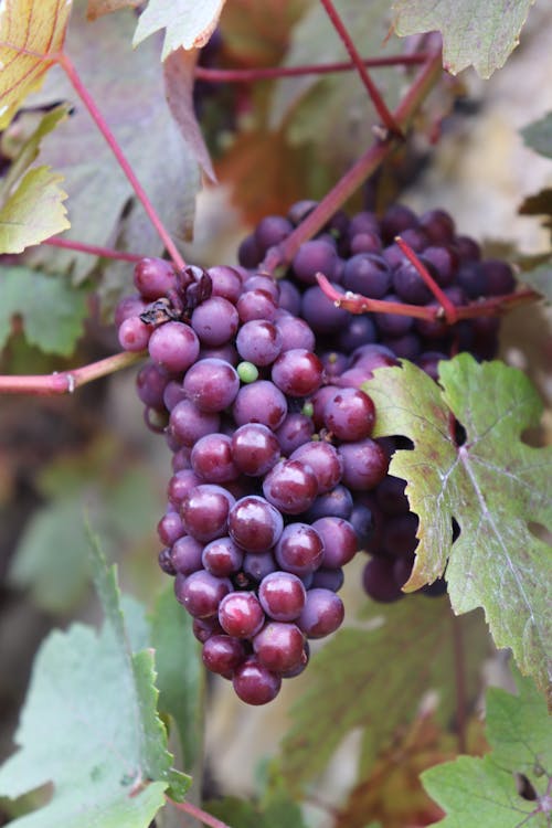 Бесплатное стоковое фото с винный виноград, виноград, гроздь