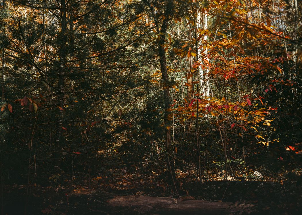 Scenic Autumn Forest with Colorful Foliage · Free Stock Photo