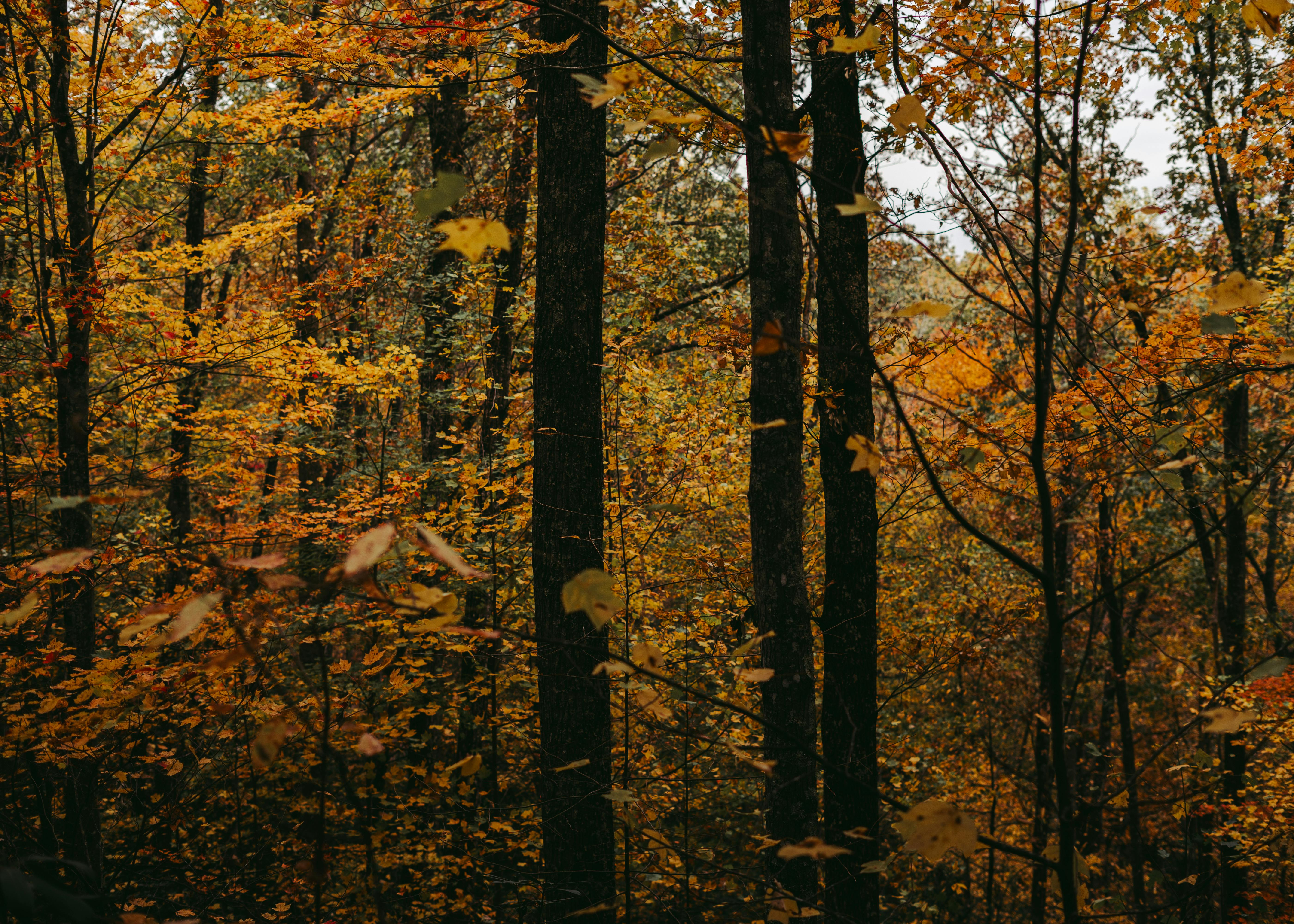 Dense forest in autumn with colorful foliage and tall trees.