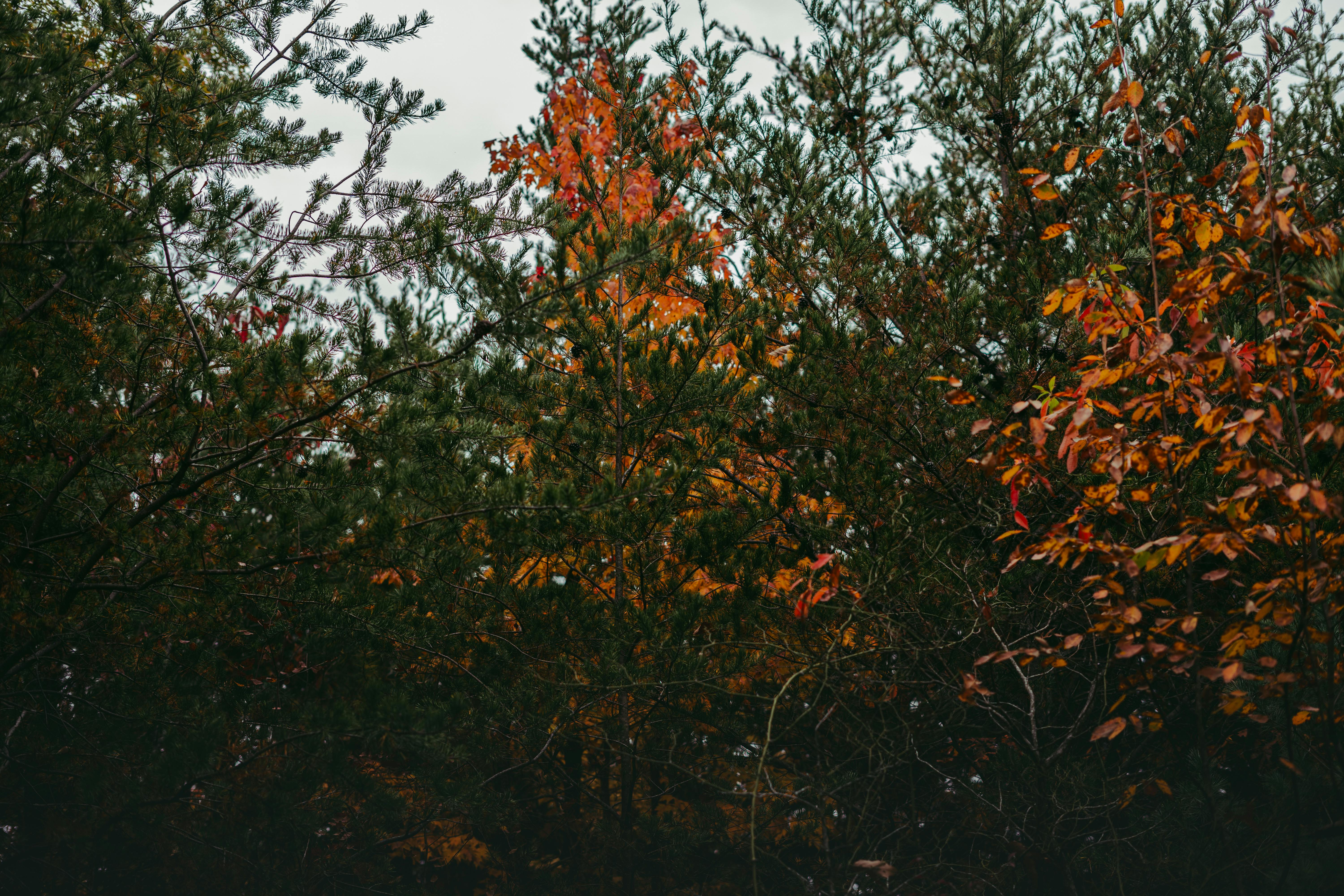 Gratuit Une belle vue du feuillage d'automne présentant des couleurs vibrantes dans une forêt dense. Photos