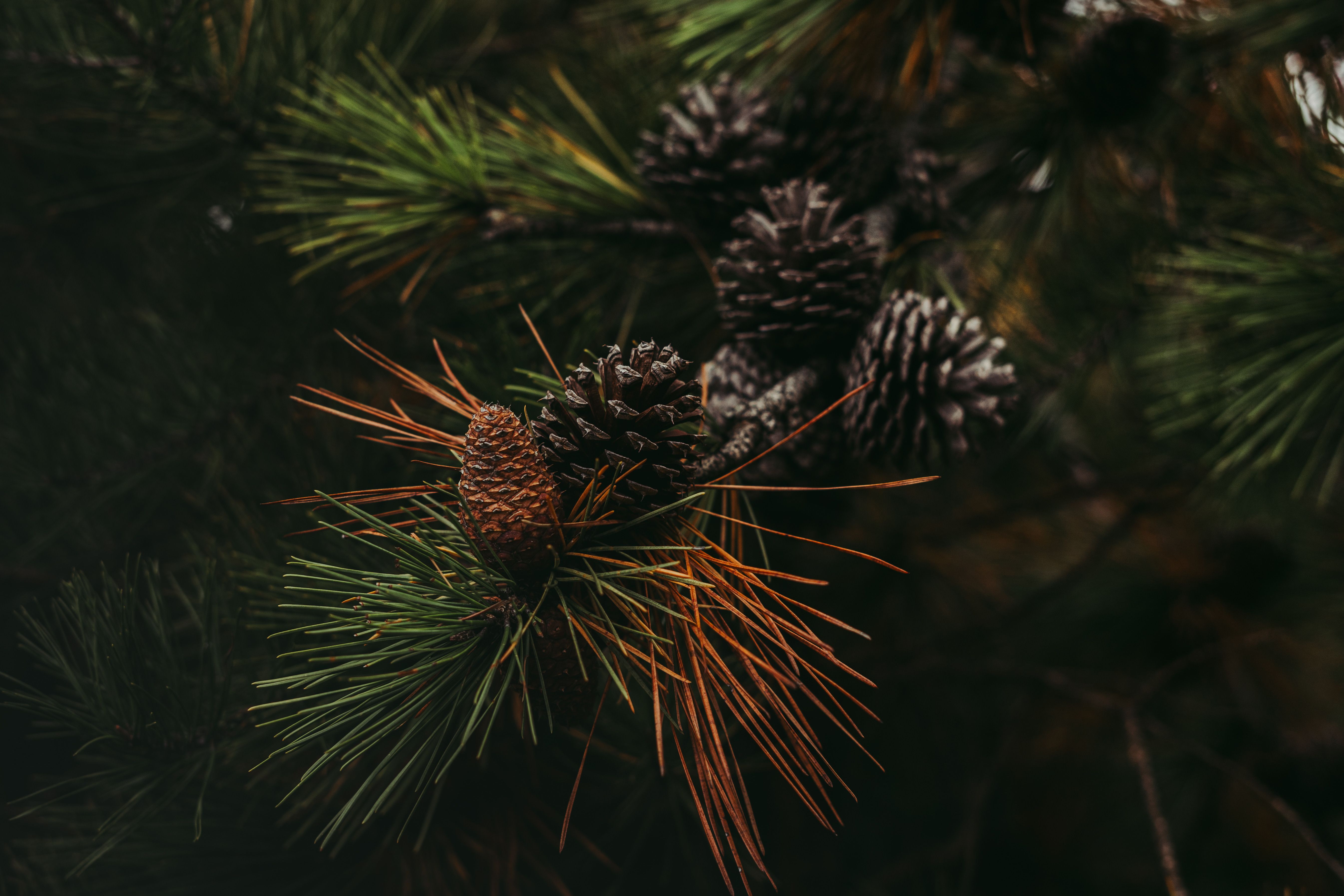 pinecone api