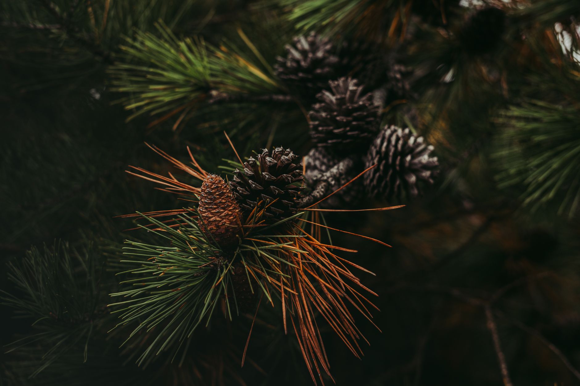 pinecone api