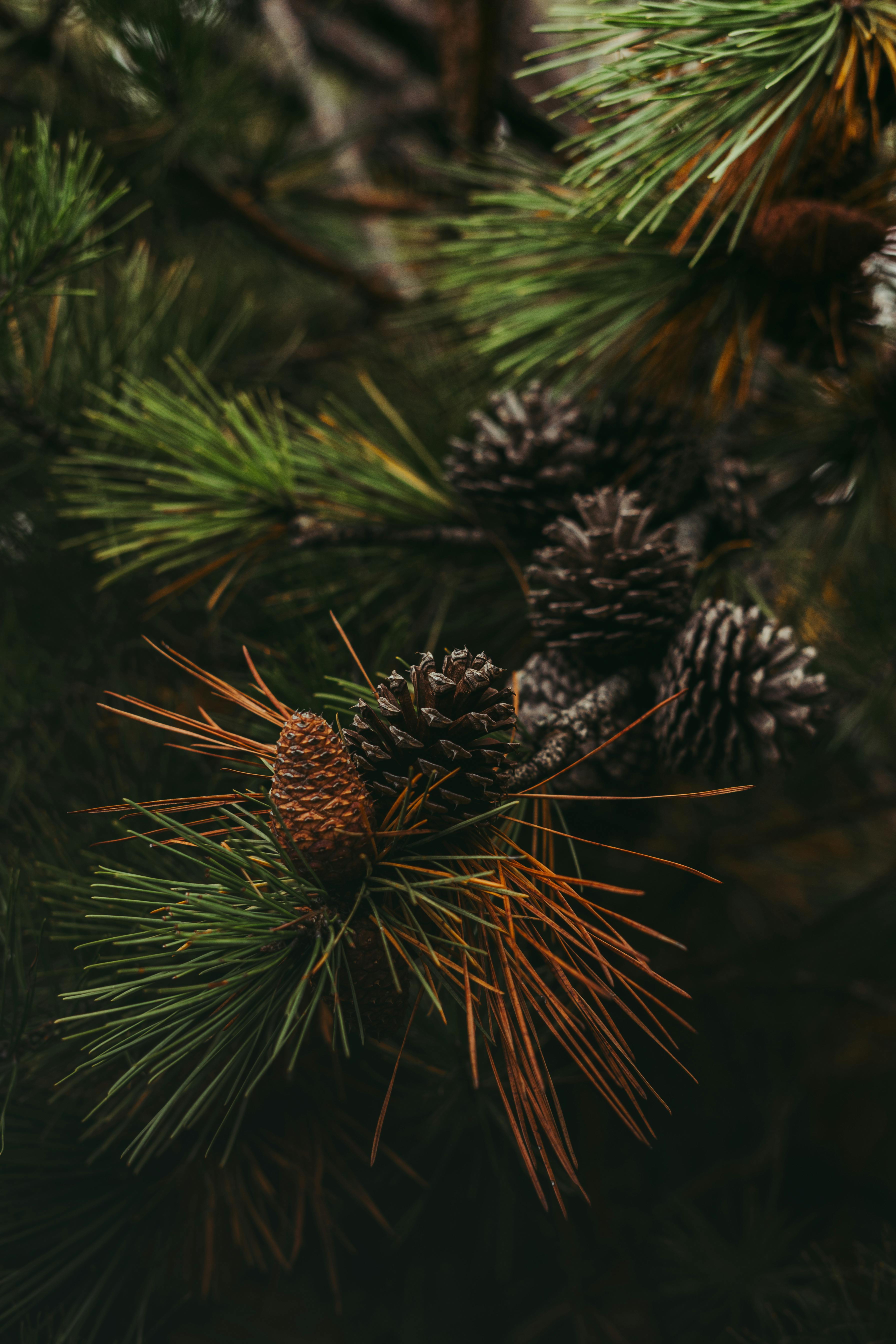 Detailed view of pine cones nestled among green and orange pine needles.