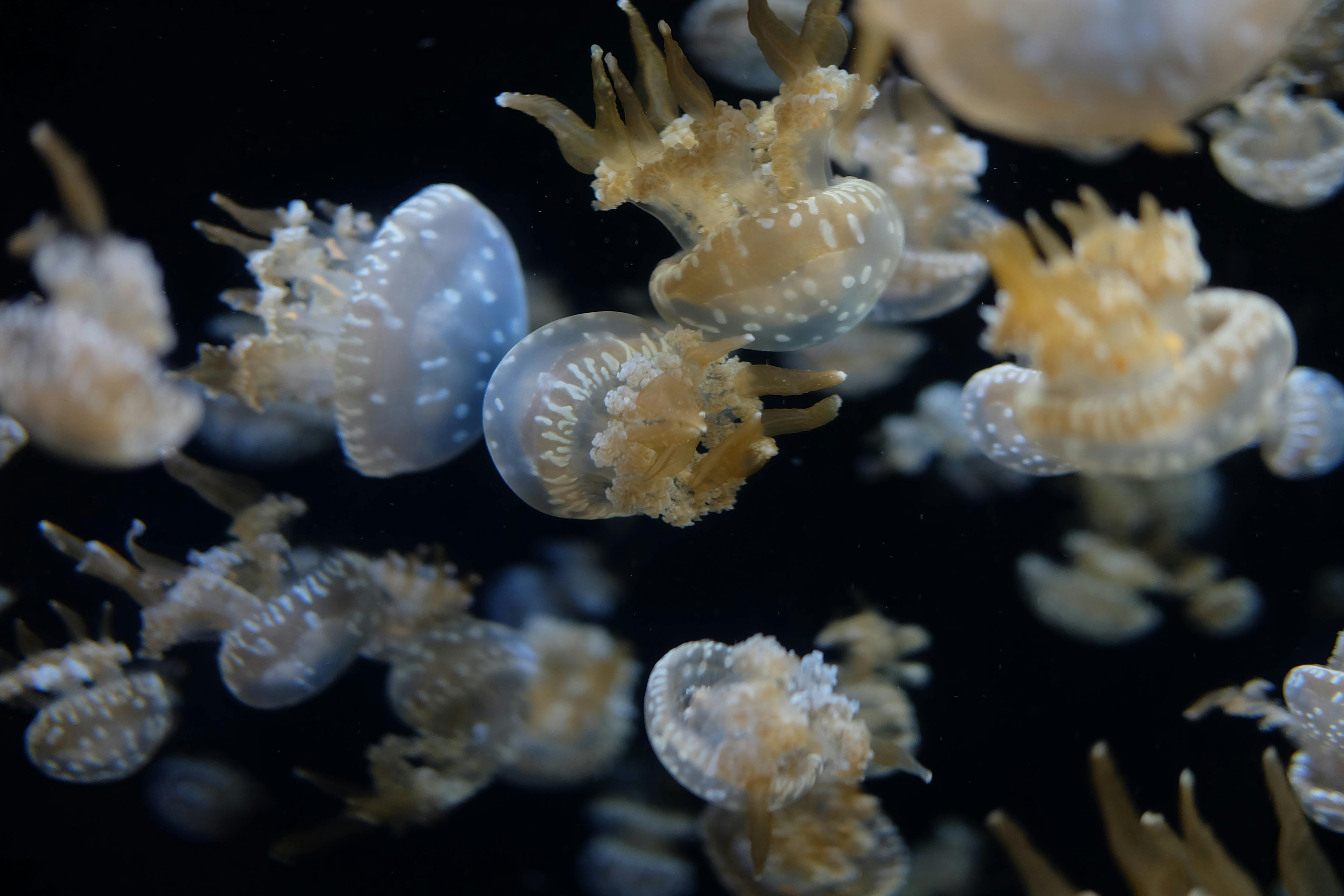 Jellyfish Lake — Ongeim'l Tketau Palau