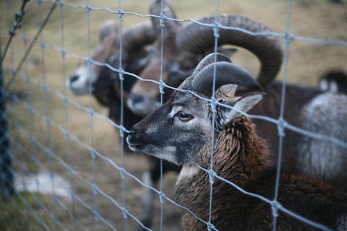 Brown Rams Bên Hàng Rào