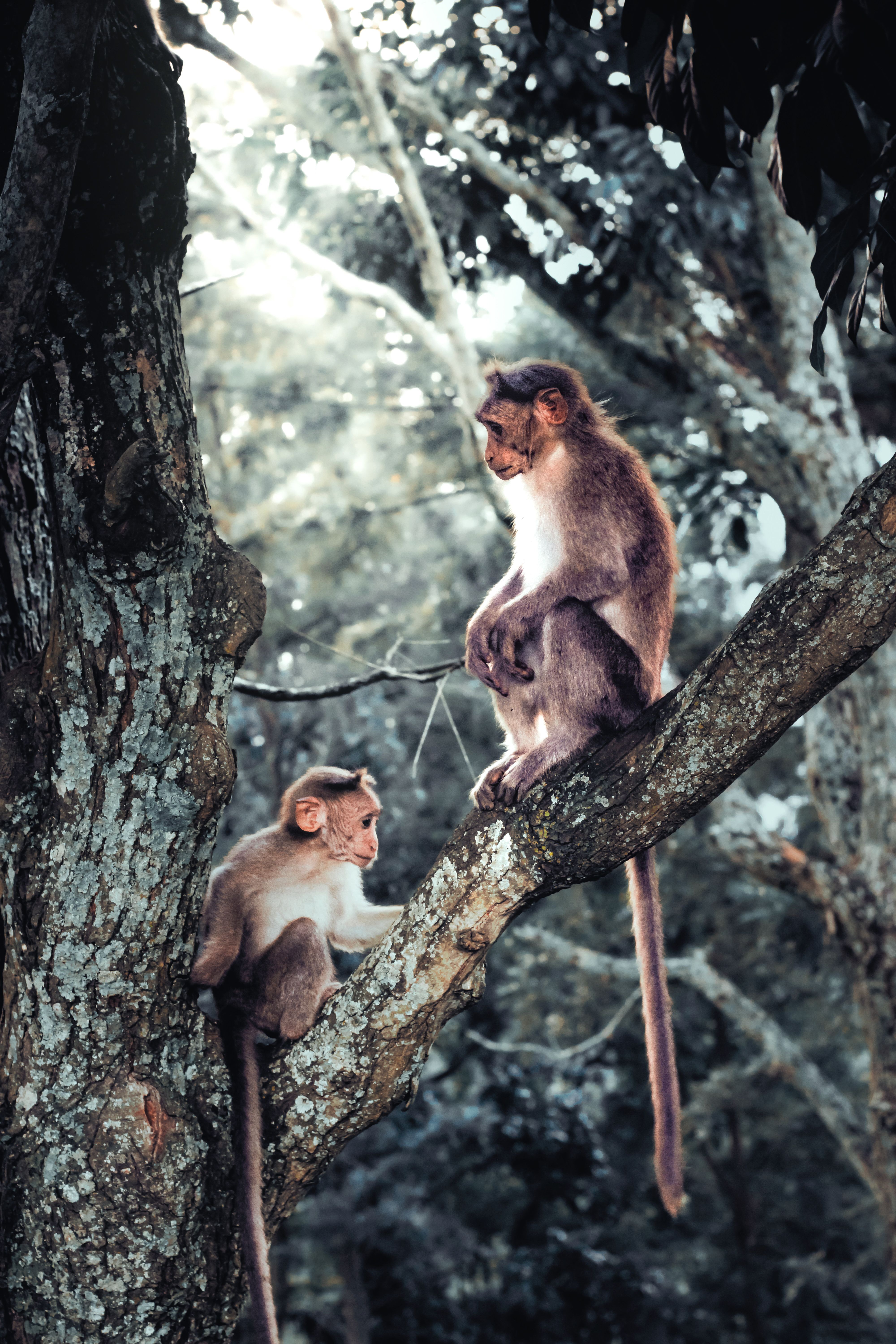 Two Bonnet Macaques on Tree in Forest Setting · Free Stock Photo
