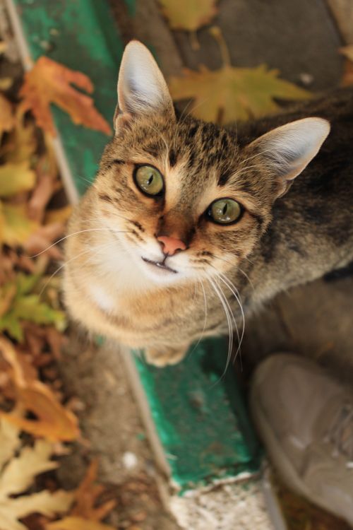 Free Adorable tabby cat looking up amid fallen autumn leaves outdoors. Stock Photo
