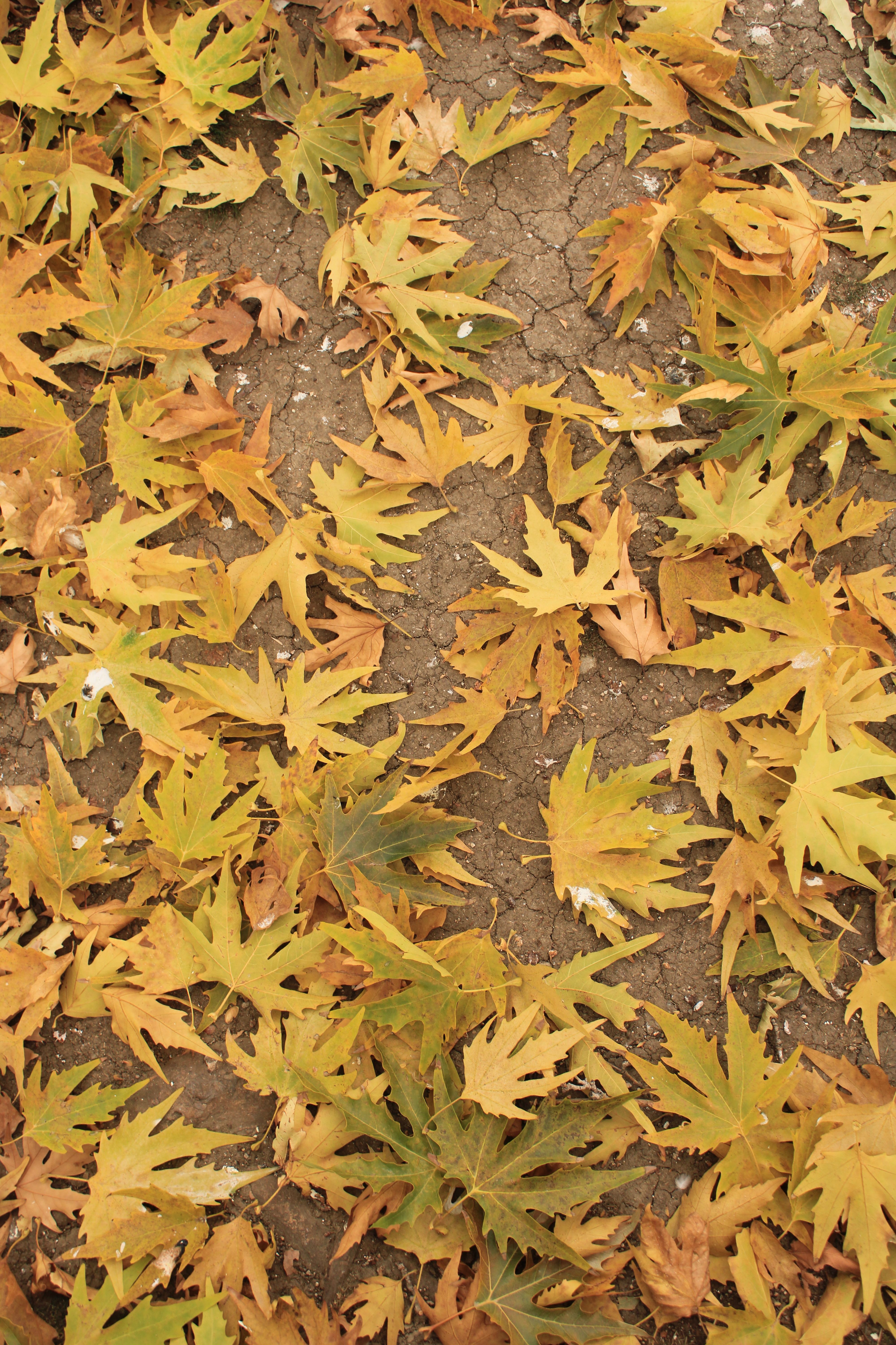 Dry autumn leaves scattered on cracked soil, symbolizing fall season changes.. autumn, leaves, scattered