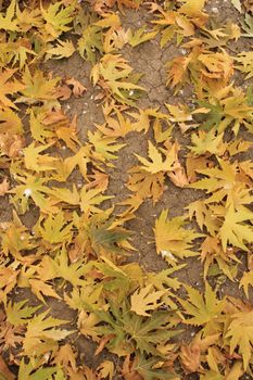 Dry autumn leaves scattered on cracked soil, symbolizing fall season changes.. autumn, leaves, scattered