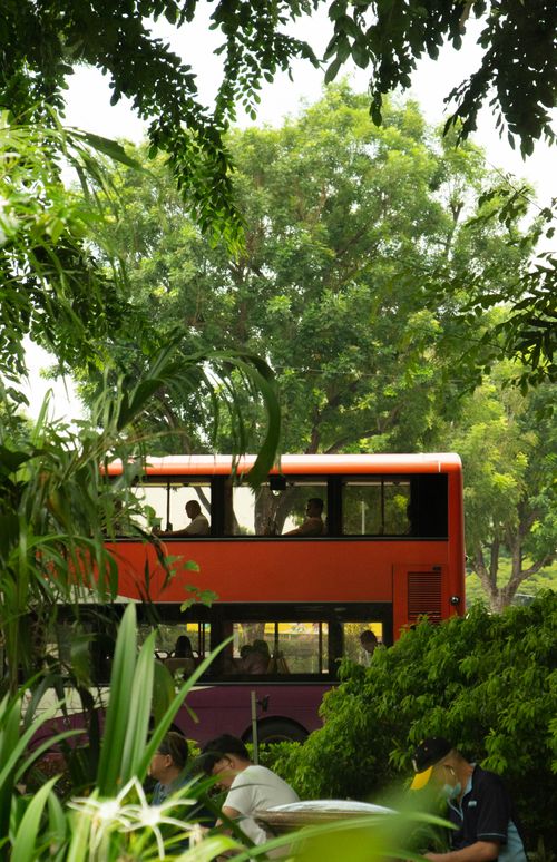 Free Vibrant red double-decker bus amidst lush greenery, capturing urban nature. Stock Photo