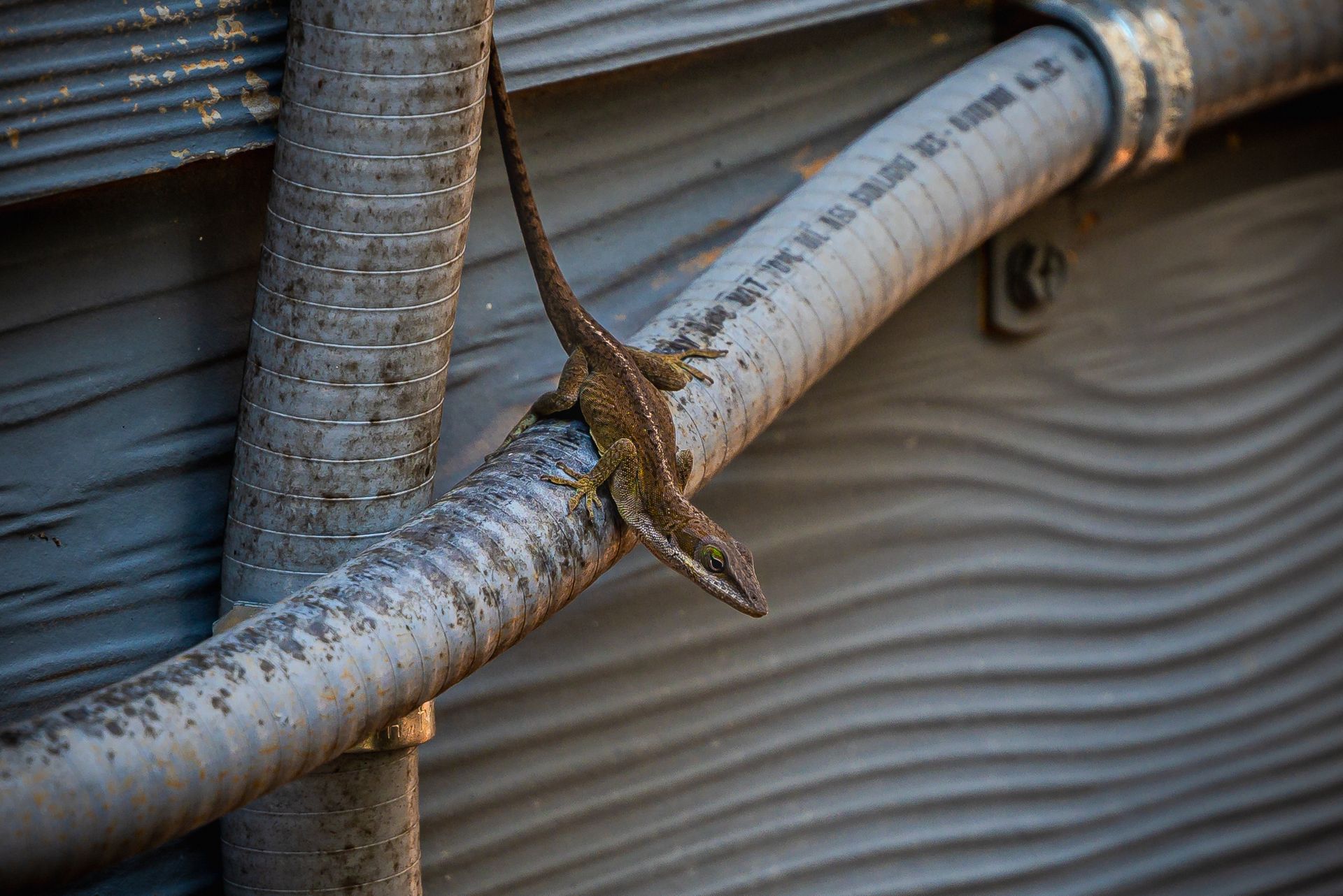 Green anole lizard perched on metallic pipes outdoors, showing urban wildlife.
