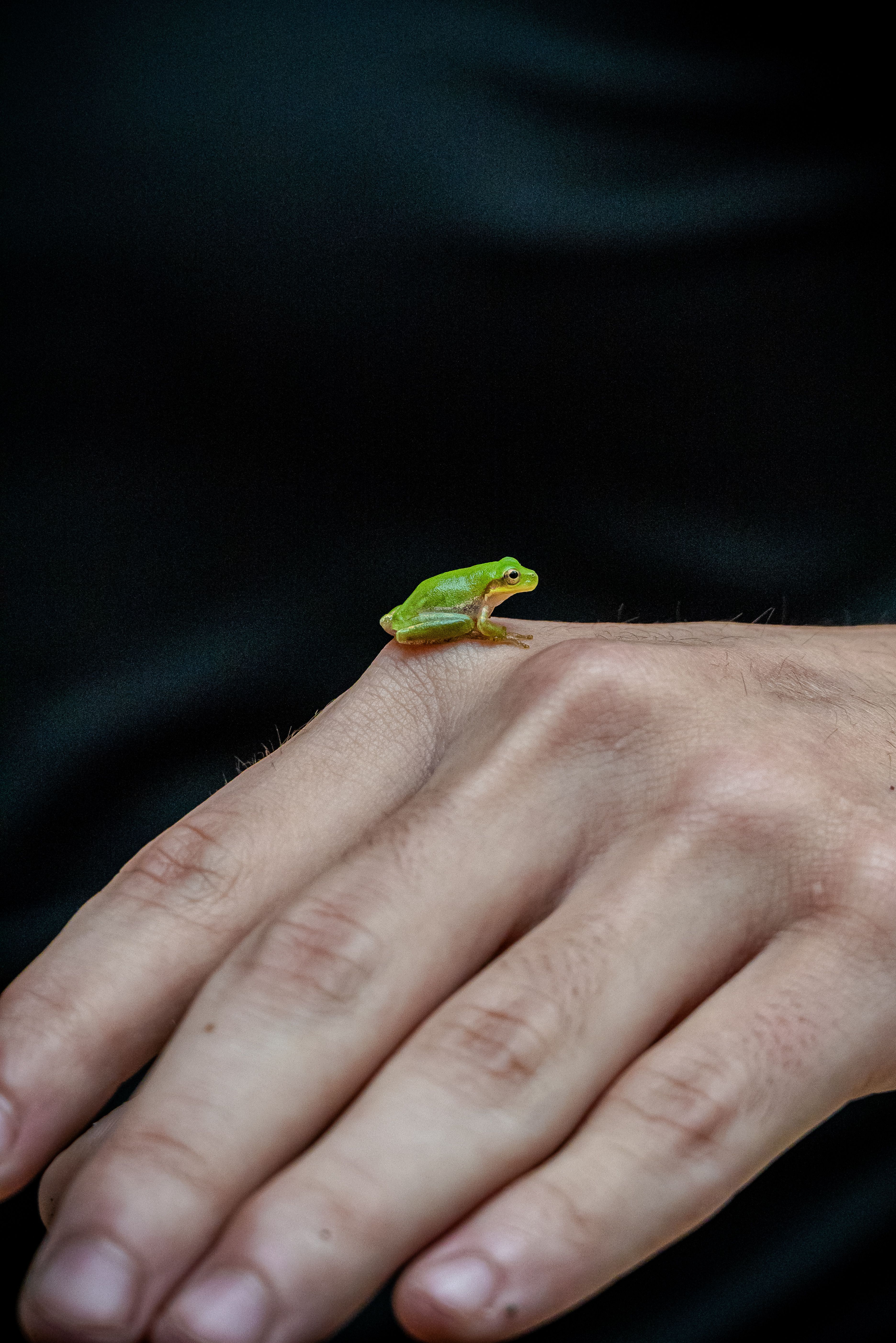 Tiny Green Frog on Human Hand Close-Up · Free Stock Photo
