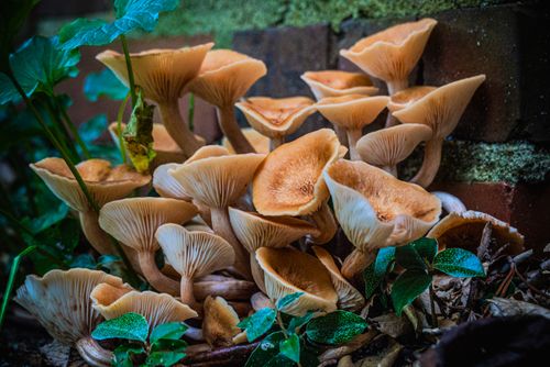 Free A vivid close-up of wild mushrooms growing by a brick wall in an outdoor setting. Stock Photo