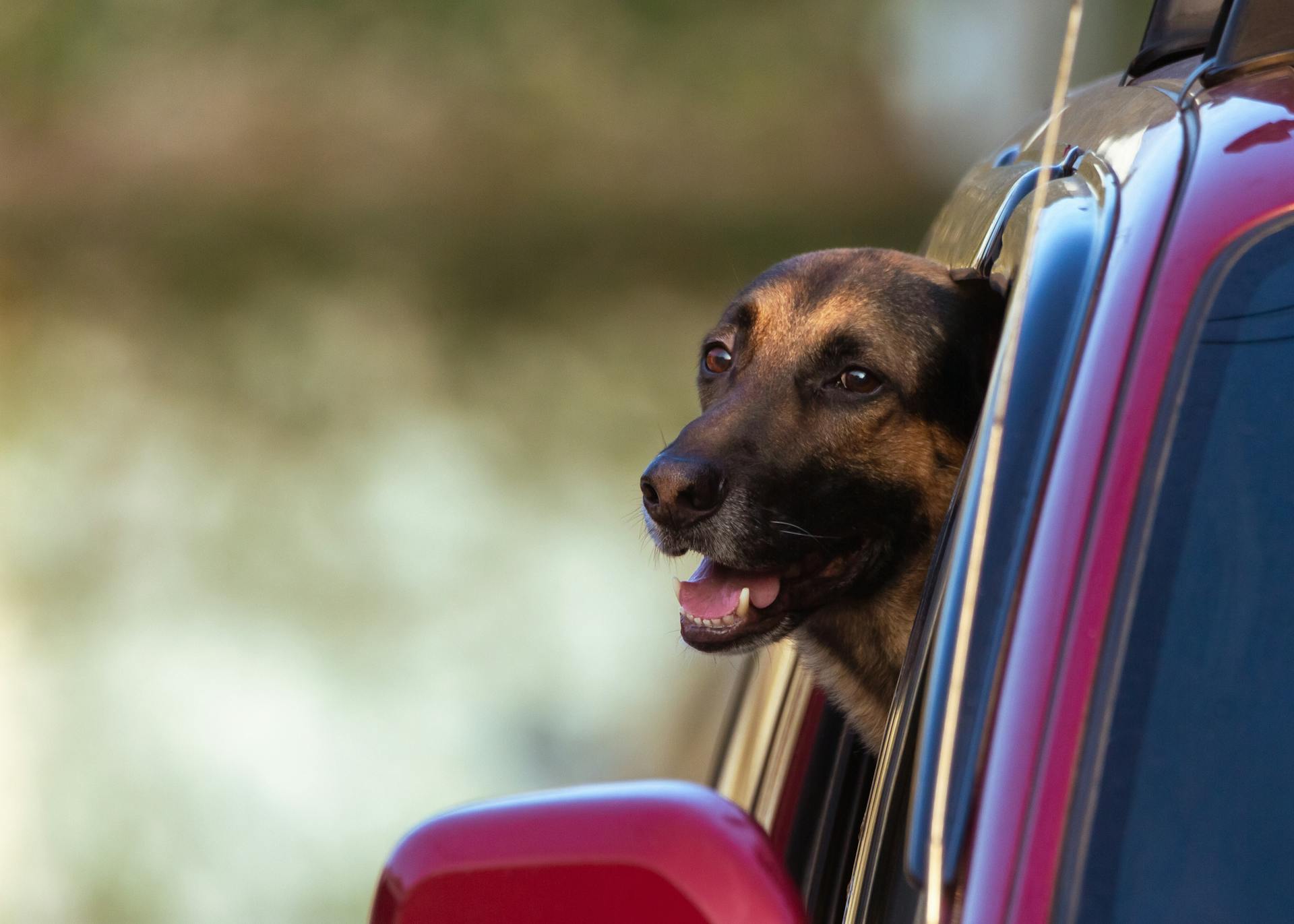 Belgian Malinois with Its Head Outside the Window