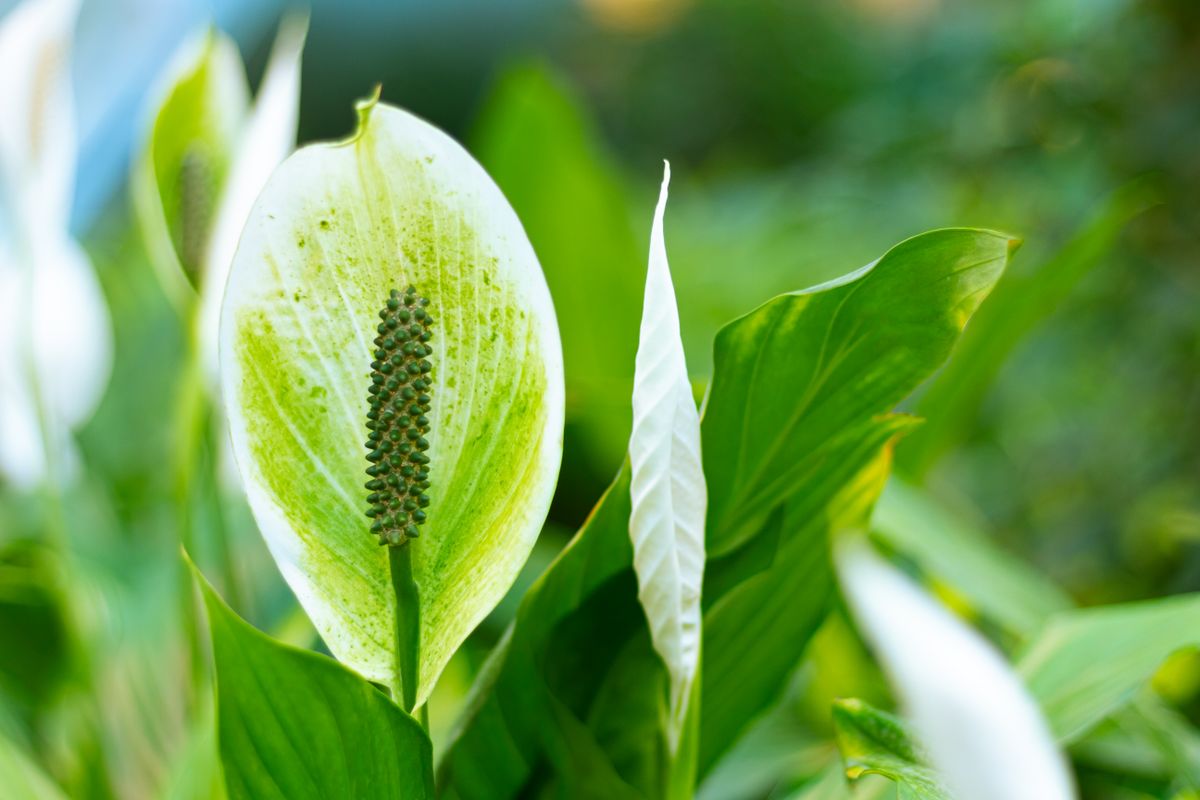 Lepelplant (Spathiphyllum) met witte bloem, een bekende luchtzuiverende kamerplant