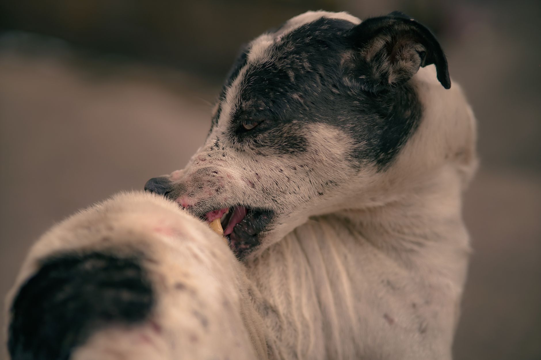 Portrait of a dog at a veterinary clinic
