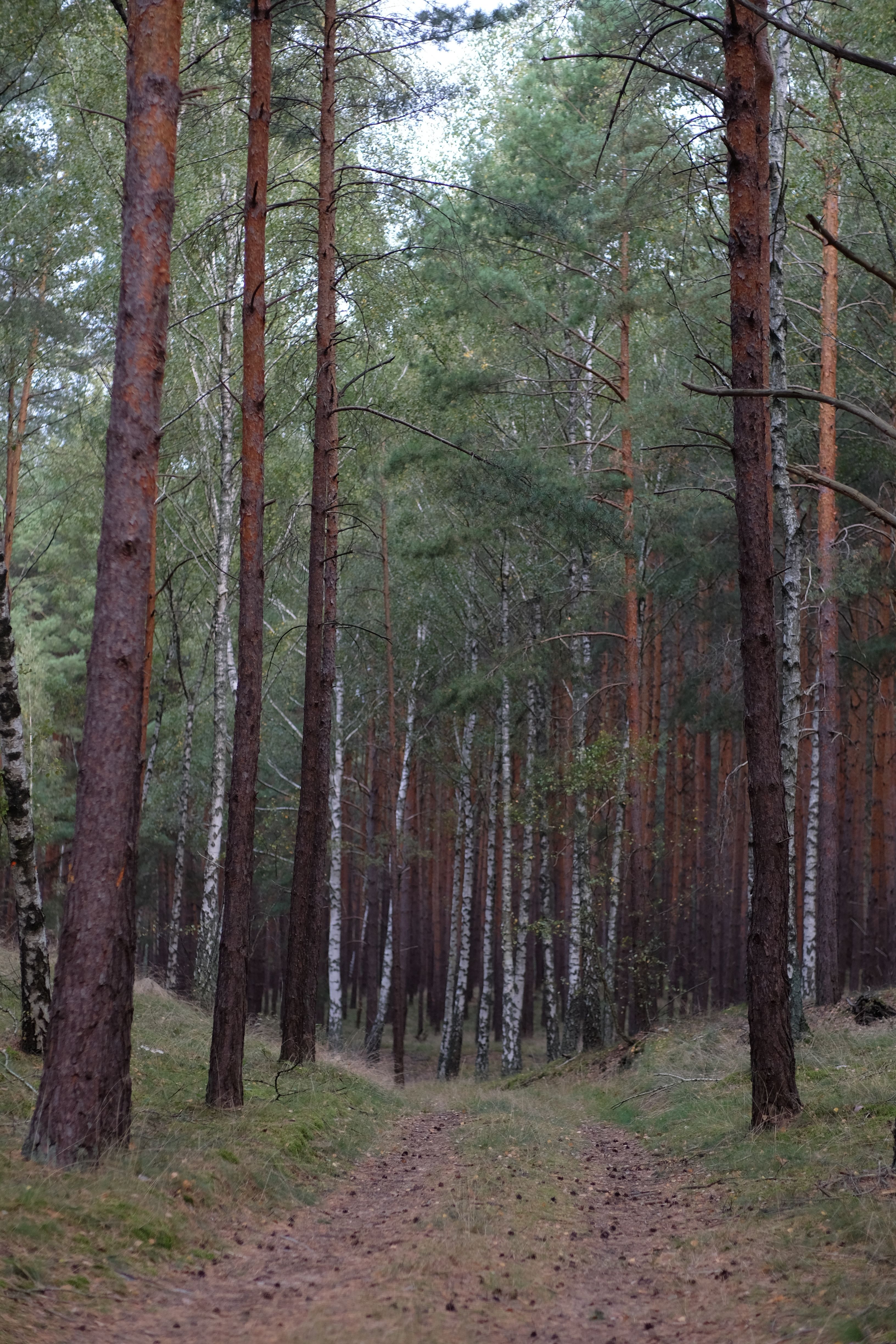 Tranquil Forest Path in Vibrant Pine Woods · Free Stock Photo