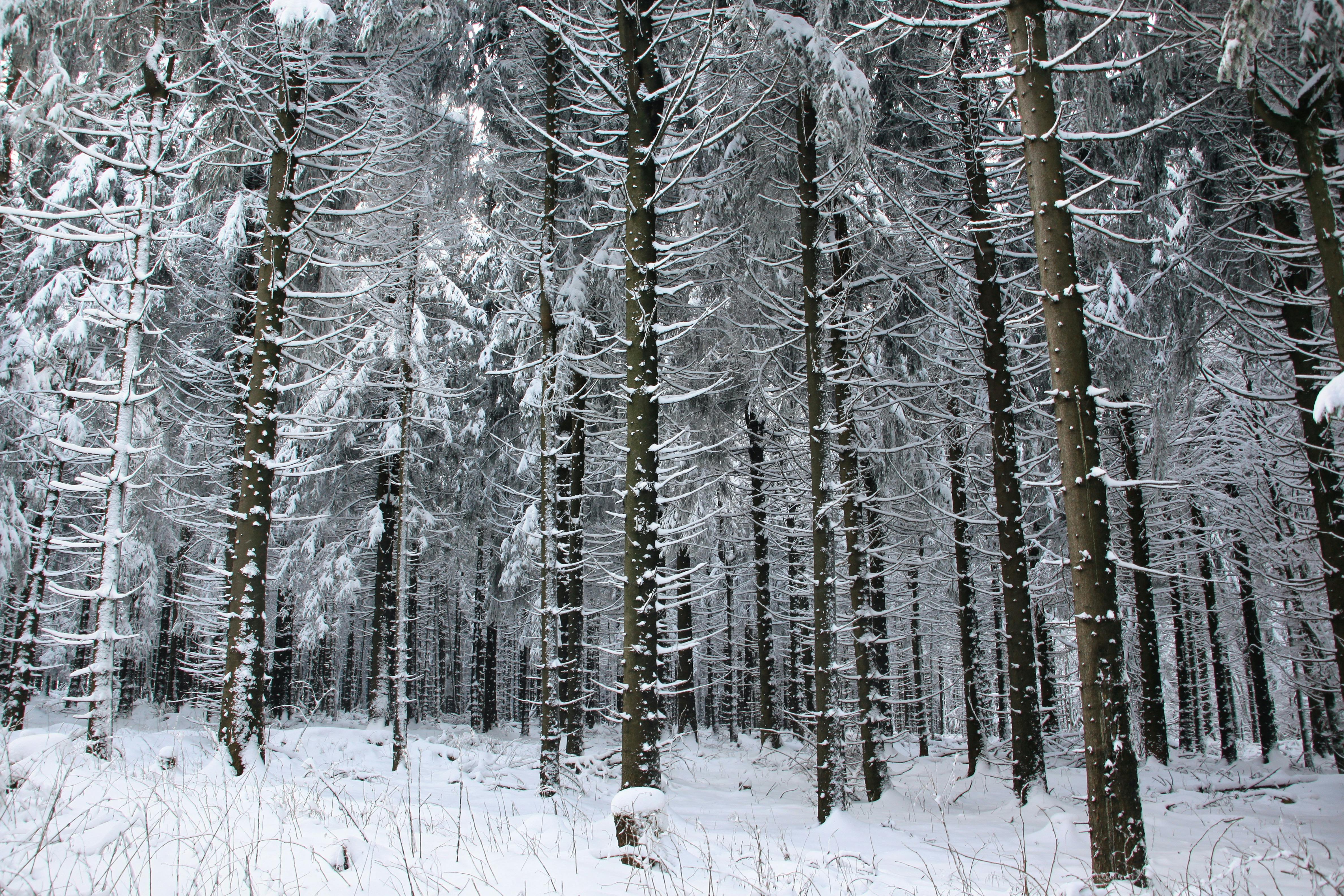 A serene winter landscape showcasing a snow-covered pine forest.