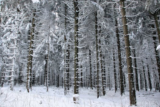 A serene winter landscape showcasing a snow-covered pine forest.