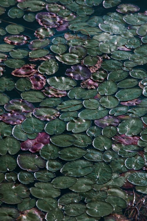 Free A tranquil pond filled with green lily pads, creating a peaceful water scene. Stock Photo