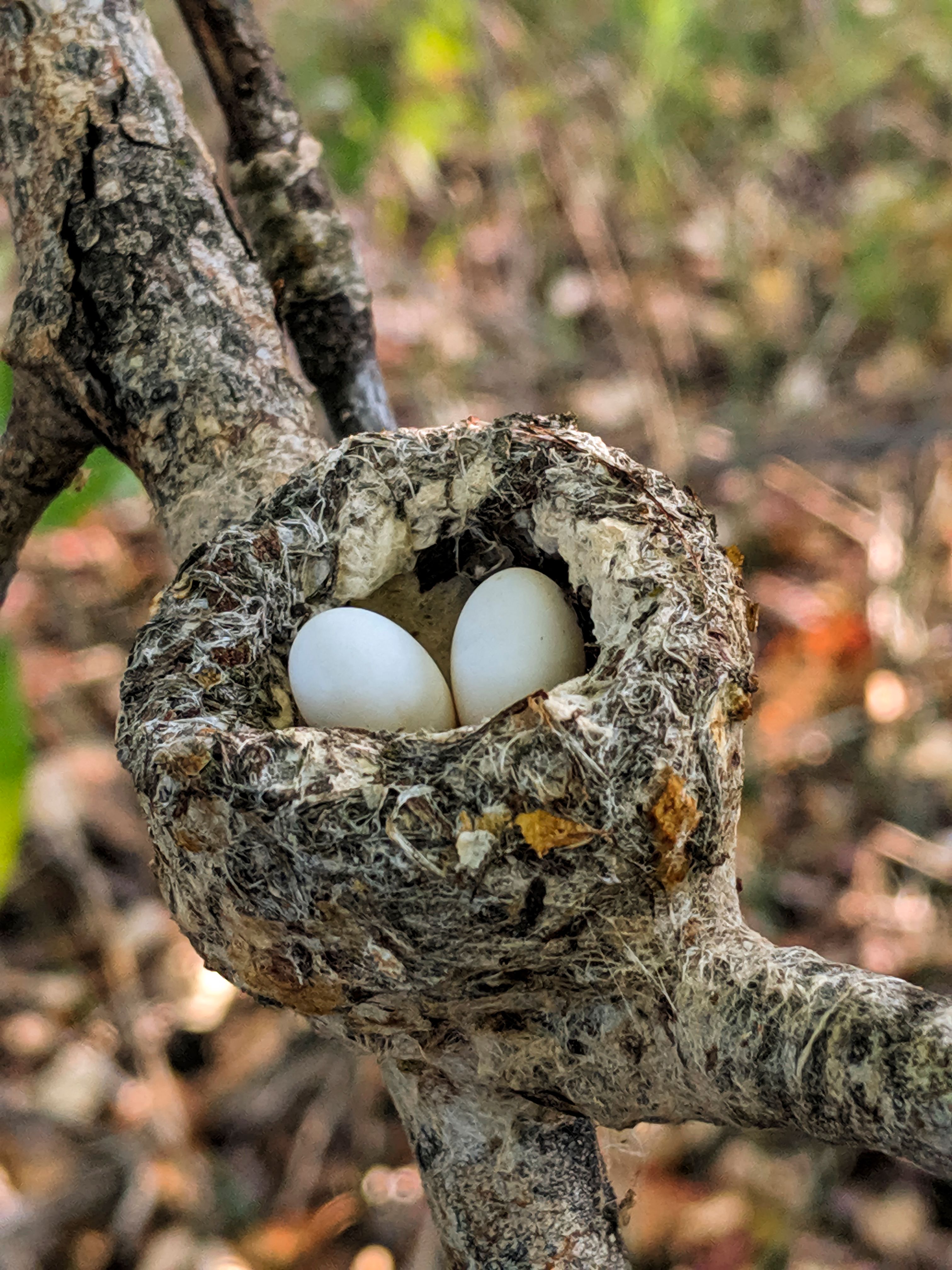 Free Stock Photo Of Beauty In Nature Eggs Hummingbird Nest