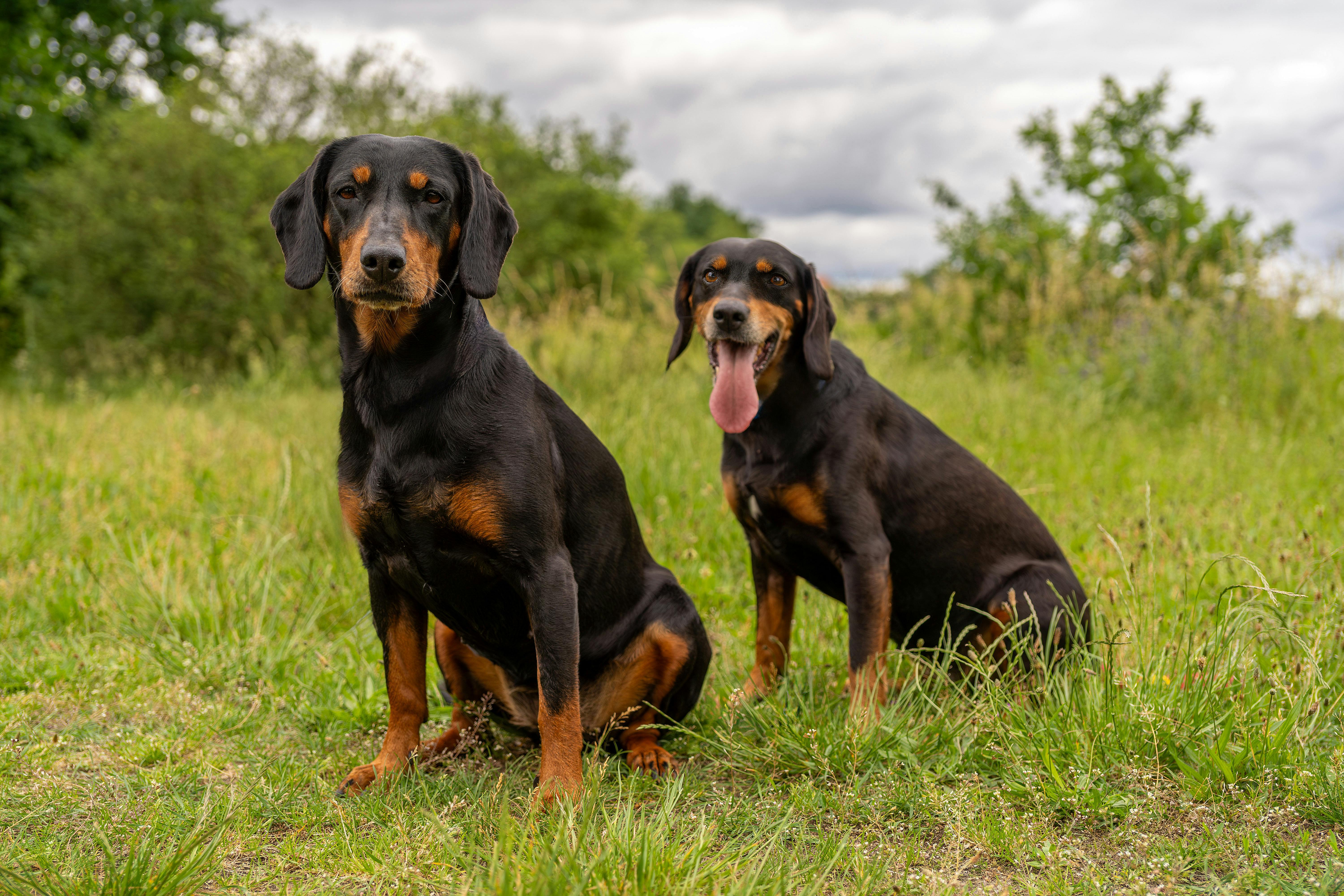 Are Wet Noses a Sign of Happiness? Discover the Emotional Link in Dogs