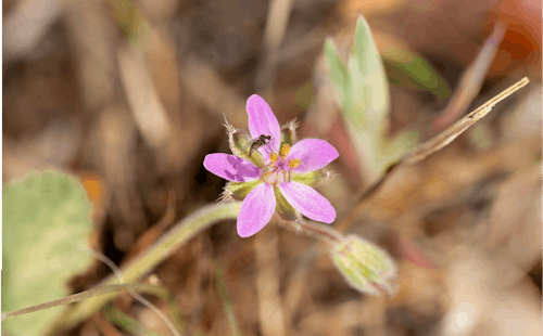 Say Goodbye To Mosquitoes With These Easy-Grow Plants