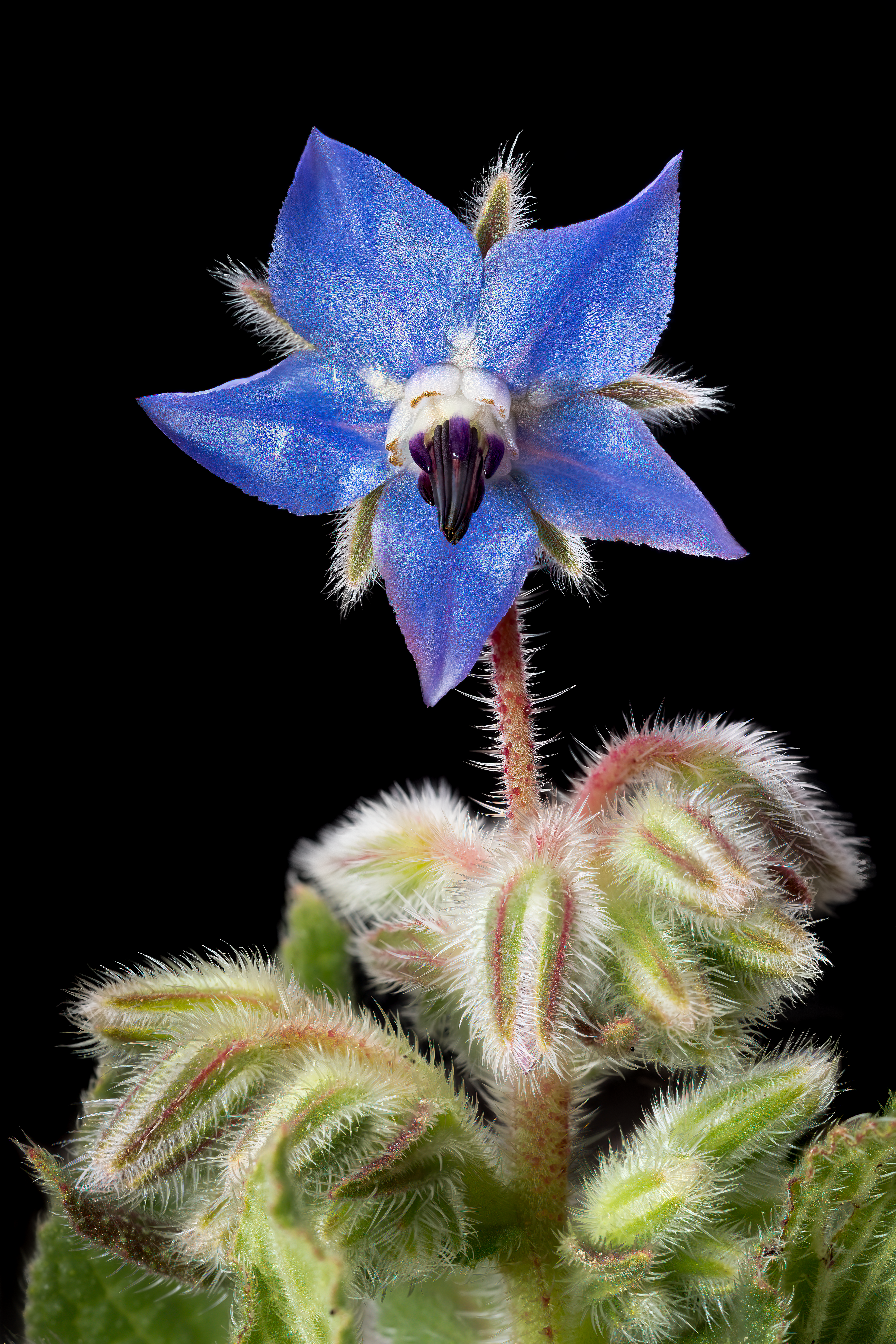 close-up-of-a-vibrant-borage-flower-on-black-free-stock-photo