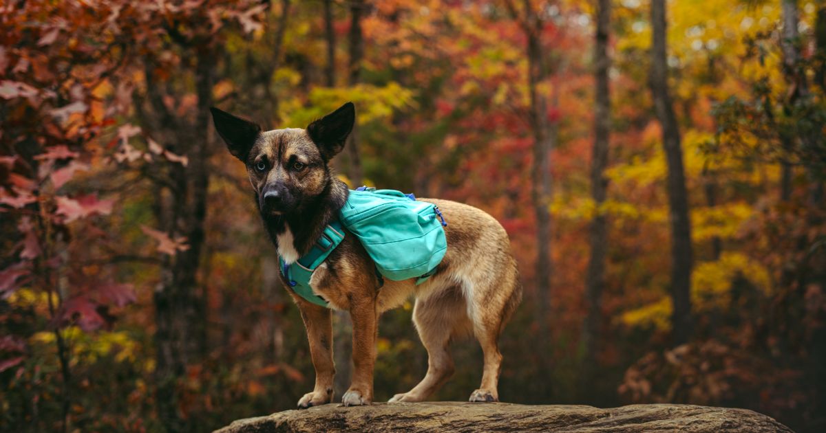 Eifel mit Hund im Herbst 2026: Wanderungen, Maare & Nationalpark-Regeln