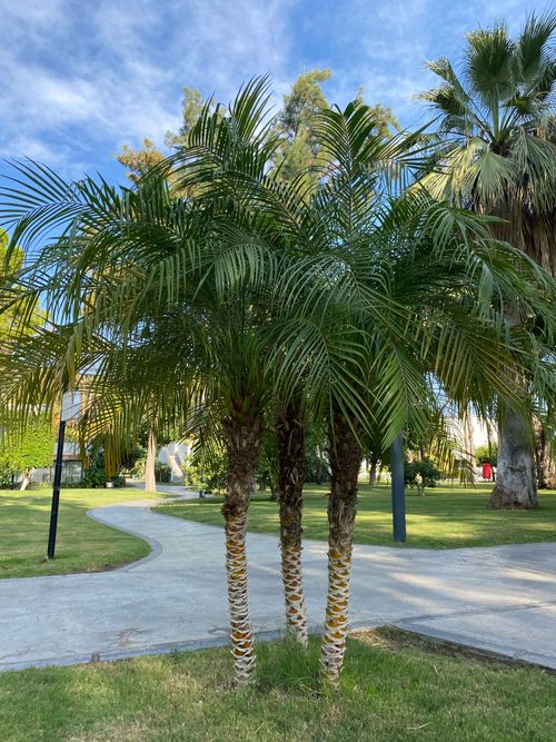 Free Lush palm trees in a serene park under a bright blue sky. Perfect for outdoor relaxation themes. Stock Photo