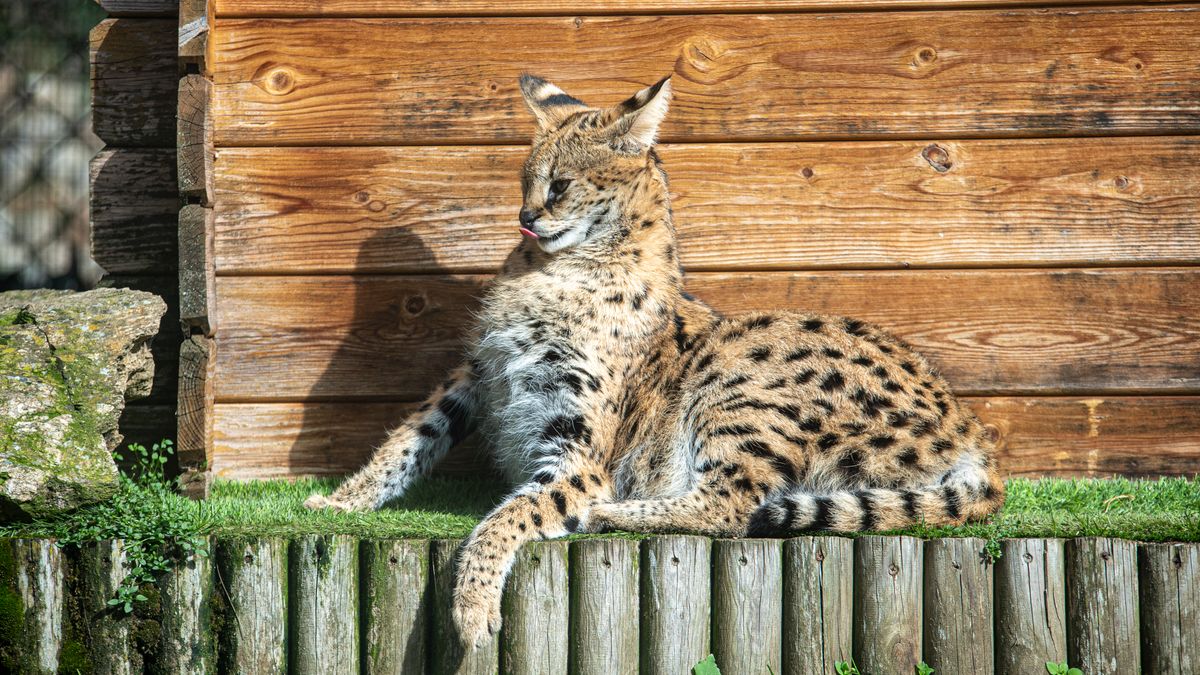 Serval allongé sur un rebord herbeux devant un abri en bois, dans un enclos de parc animalier