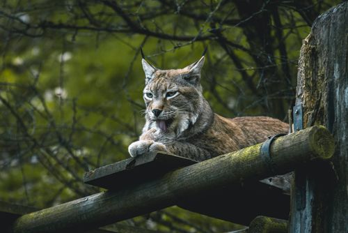 ユーラシアオオヤマネコの木の上 · 無料の写真素材