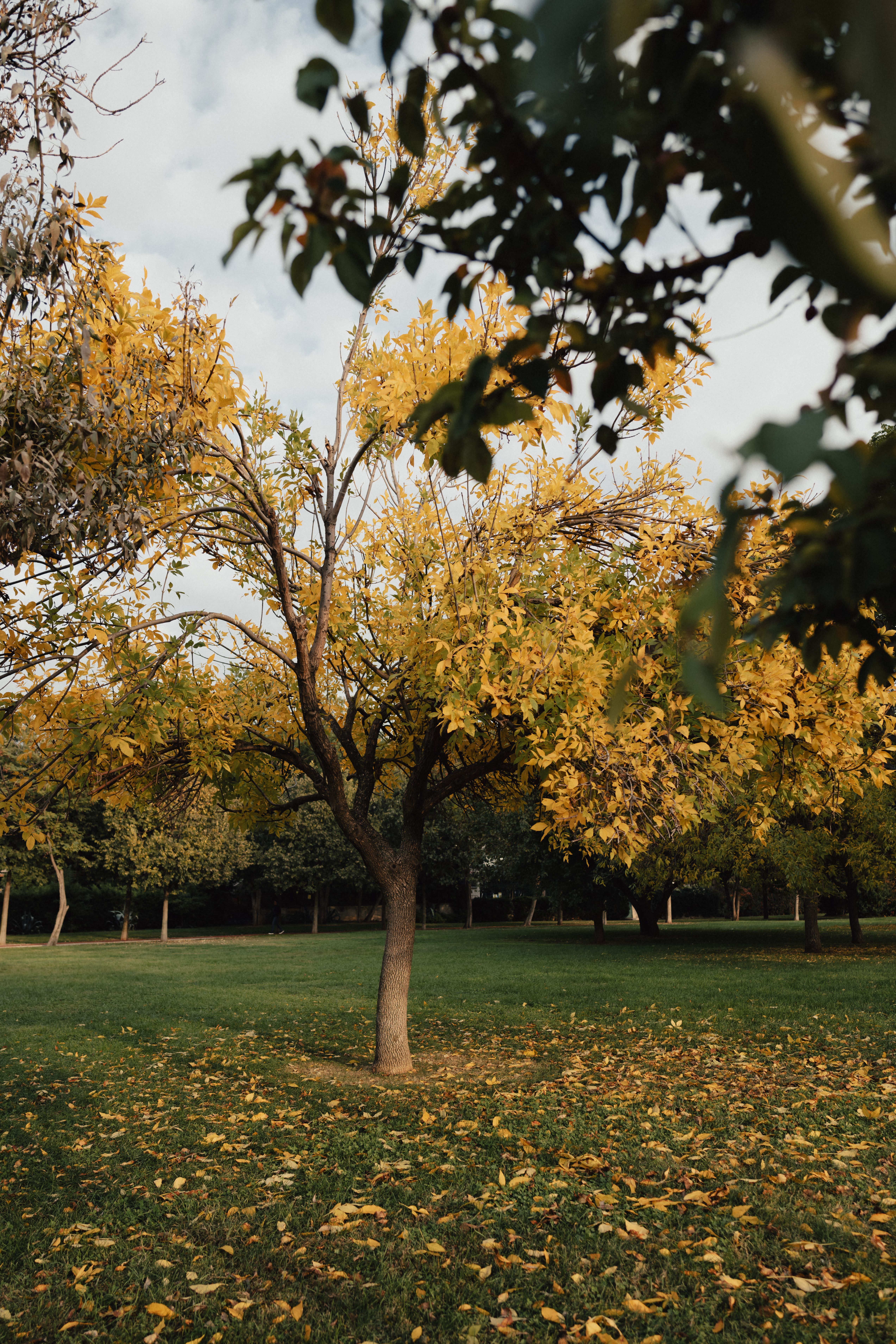 Gratis Affascinante scenario autunnale con alberi dalle foglie gialle in un tranquillo parco di Istanbul. Foto a disposizione