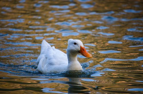 Free Serene image of a white duck gliding peacefully on a reflective pond. Stock Photo