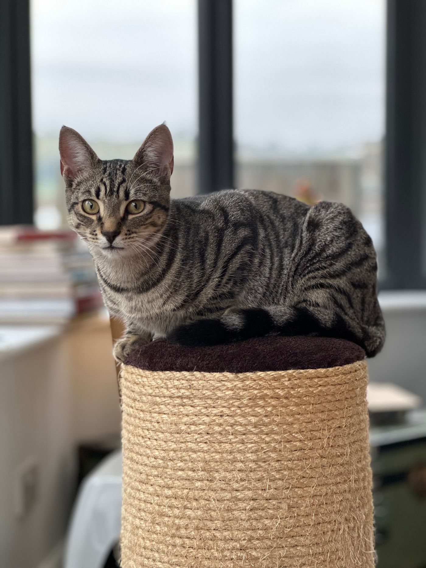 Tabby cat using an indoor scratching post