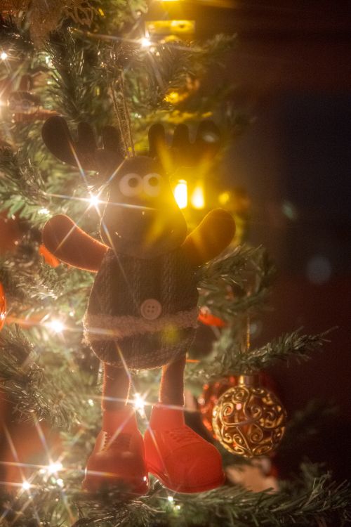 Free stock photo of chistmas cheer, christmas, christmas ambiance Stock Photo