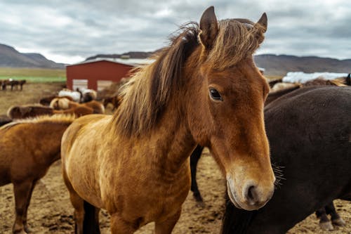Free Brown Horse Stock Photo
