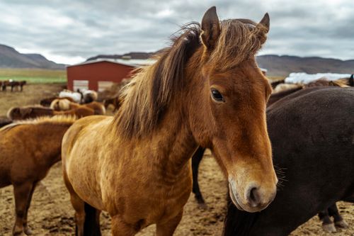 Free Close-up of Icelandic horses in a rural farm setting, showcasing their unique beauty. Stock Photo
